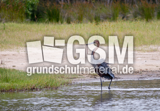 Purpurreiher (12 von 12).jpg